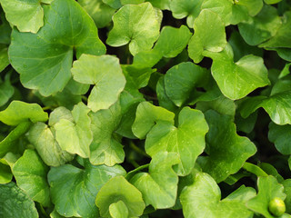 Leaves caltha palustris after rain, spring green natural background. Marsh-marigold or kingcup