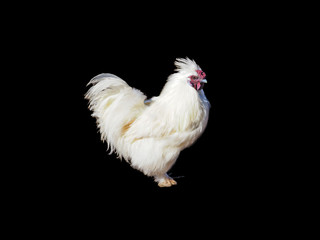 Rooster of the breed of Chinese silky isolated on a black background