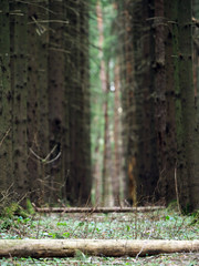 Ancient coniferous spruce forest, tree plantations, rows of trees. Natural temple, fairy tale