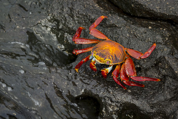 Sally Lightfoot Crab or Red Rock Crab (Grapsus grapsus) in Galap