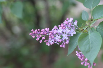 Lilac blooms. A beautiful bunch of lilac closeup. Green branch with spring flowers. Lilac flowers on tree.
