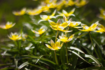 Fototapeta na wymiar Small yellow flowers on flowerbed