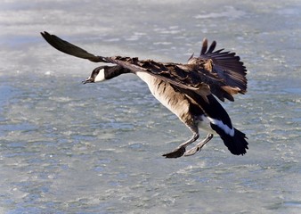 Isolated picture with a Canada goose landing