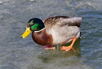 Beautiful background with a mallard walking on ice