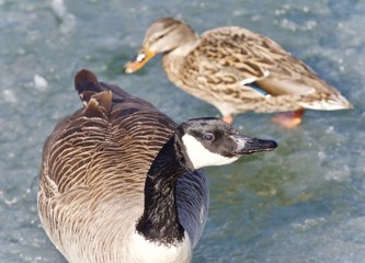 Photo of a cute Canada goose and a mallard on ice