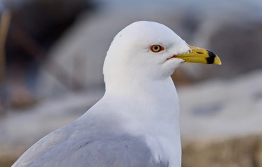 Photo of a gull looking for food on a shore