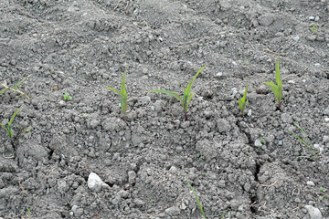 small plants at dry farm land