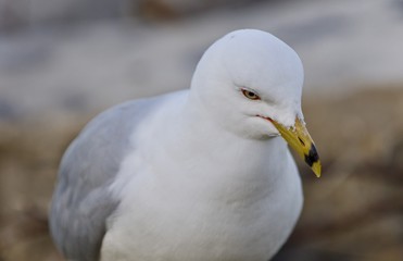 Isolated image of a gull looking for food