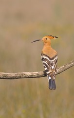 Eurasian Hoopoe or Upupa epops, beautiful brown bird.