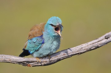 European roller perched on a branch. Coracias garrulus.