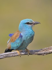 European roller perched on a branch. Coracias garrulus.