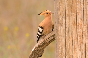 Eurasian Hoopoe or Upupa epops, beautiful brown bird.