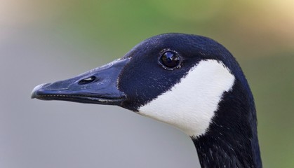Beautiful isolated image of a cute Canada goose