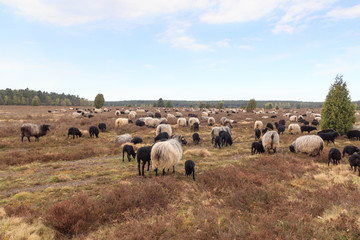 Naklejka na ściany i meble Flock of moorland sheep Heidschnucke with young lambs in Lüneburg Heath near Undeloh and Wilsede, Germany
