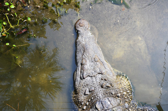 Alligator Kopf von oben in Gewässer