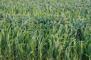 green plants at farm land
