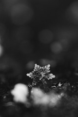 SnowFlake BW