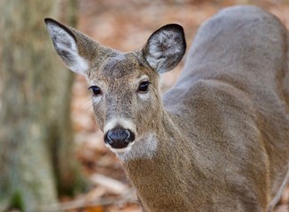 Beautiful image with a cute wild deer standing in forest