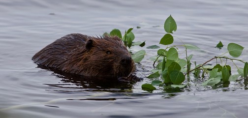 Beautiful isolated image of a beaver eating leaves in the lake