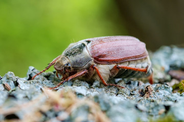 Cockchafer close up