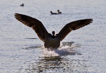 Beautiful isolated image of a landing Canada goose