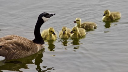 Beautiful isolated image of a young family of Canada geese swimming