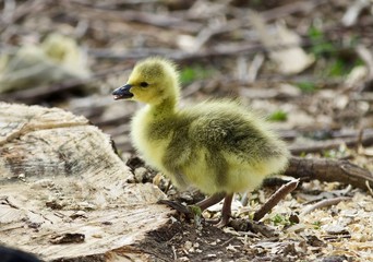 Beautiful isolated image of a cute funny chick of Canada geese on a stump