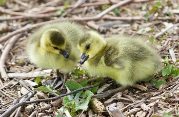Beautiful isolated picture of two cute funny chicks of Canada geese