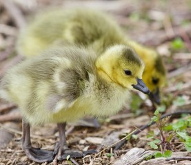 Beautiful isolated image of two cute funny chicks of Canada geese