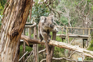 Climbing Koala on wooden pole in Koala Conservation center in Cowes, Phillip Island, Victoria, Australia
