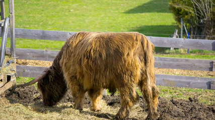 Highland Cattle-bos taurus