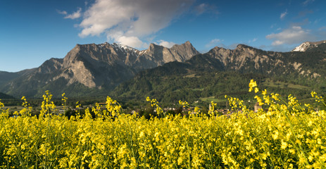 Fototapeta na wymiar rapeseed field in full yellow bloom with a great mountain landscape behind