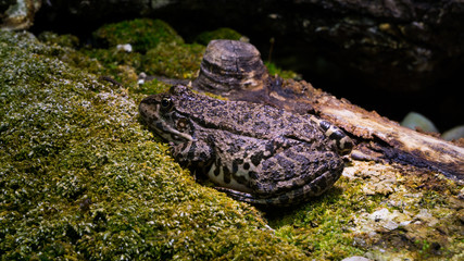 Toad on Stoney Ground