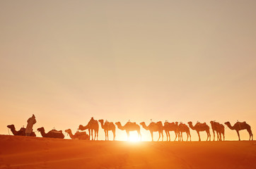 Camel caravan going through the sand dunes in the Sahara Desert. Morocco