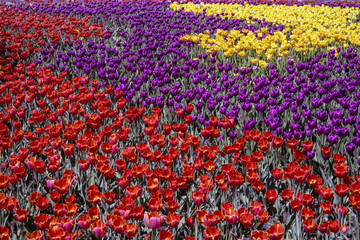 Tulips flowers multicolored flowerbed