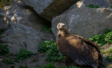 cinereous vulture (Aegypius monachus)