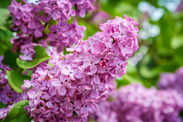 Branch of lilacs close up.