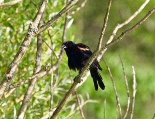Photo of a blackbird sitting on a brunch of a tree