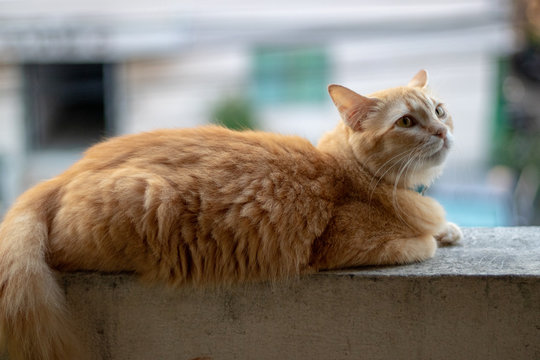 thai cat on the wall