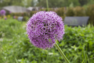 Ail d'ornement violet