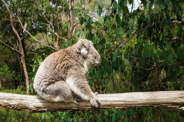 Profile of sitting Koala on wooden pole in Koala Conservation center in Cowes, Phillip Island, Victoria, Australia