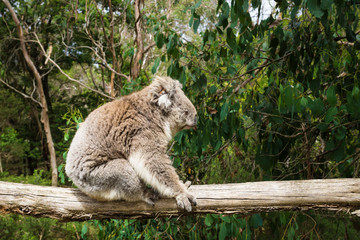 Profile of sitting Koala on wooden pole in Koala Conservation center in Cowes, Phillip Island,...