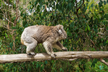 Profile of walking Koala on wooden pole in Koala Conservation center in Cowes, Phillip Island,...