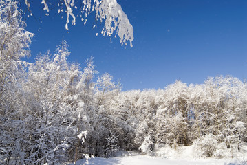 White winter forest. Branch in hoarfrost	