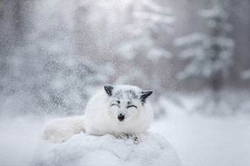 Obraz na płótnie Canvas white fox fur in the snow in winter on nature