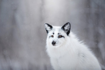 white fox fur in the snow in winter on nature