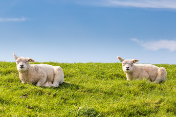 Little lambs resting in green grass in the sun on a dyke at the wadden island Texel in the Netherlands