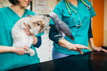African grey parrot and lionhead rabbit at veterinary. 