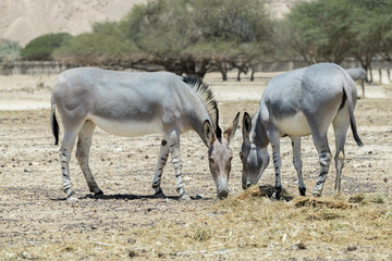 Somali wild donkey (Equus africanus). This species is extremely rare both in nature and in captivity. Nowadays it inhabits nature reserve near Eilat, Israel
