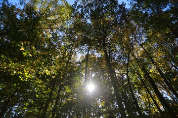 Fototapeta premium Afternoon Sun Gleaming through Tall Green and Yellow Trees Towering Above Nature Trail in Burke, Virginia